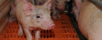 Nowe kontrole żywych zwierząt i produktów żywnościowych pochodzących z UE pogorszą chaos na granicach